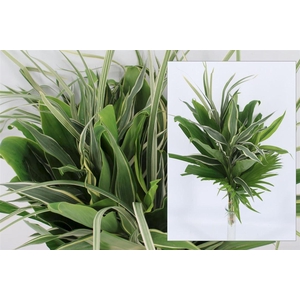 Drac Mix White Green