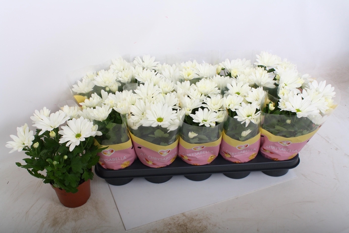 <h4>CHRYS BERLISE</h4>