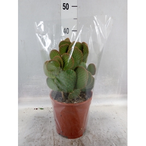 Opuntia microdasys