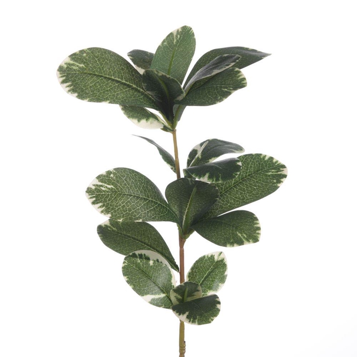 <h4>AF Pitto Varigated L56cm Green</h4>