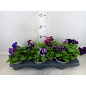 Viola wr. 'Delta Purple Surprise'
