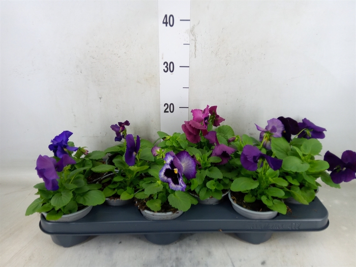 <h4>Viola wr. 'Delta Purple Surprise'</h4>