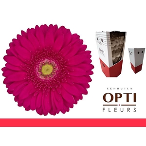 Gerbera Riley Aquabox