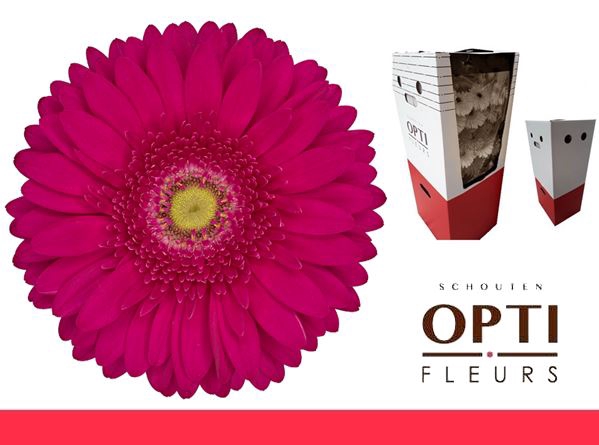 <h4>Gerbera Riley Aquabox</h4>