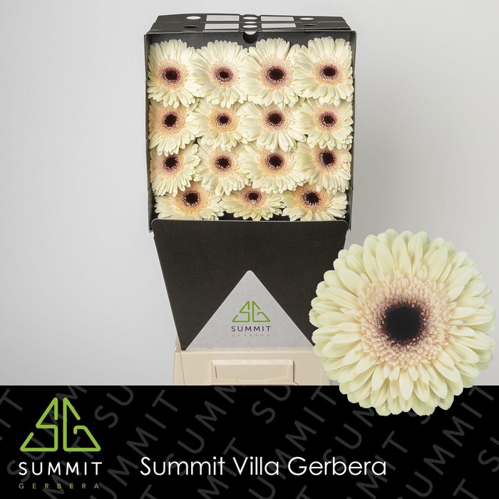 <h4>GE GR ECLAIR</h4>