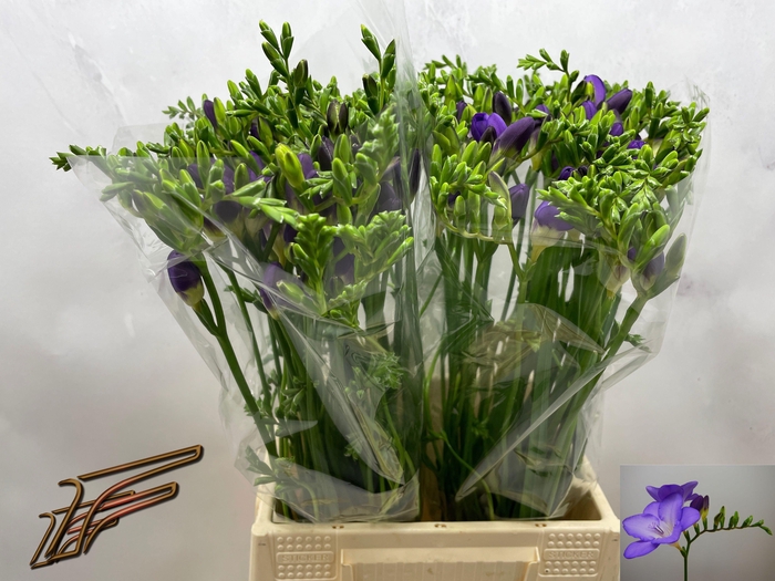 <h4>FR EN MERCURIUS</h4>