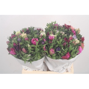 Anemone Mistral Mixed In Bunch