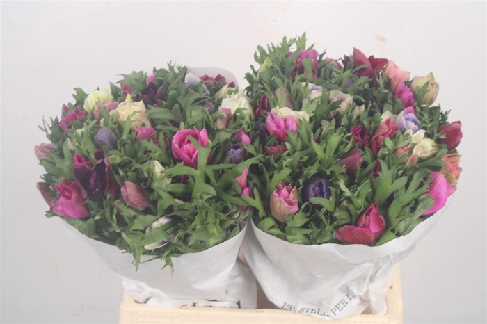 <h4>Anemone Mistral Mixed In Bunch</h4>