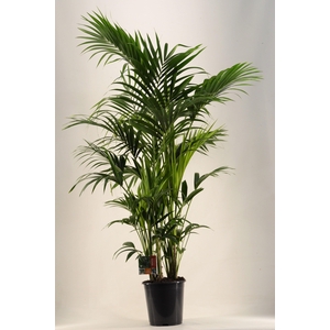 KENTIA - P27 H200 - 12PP (Howea forsteriana)