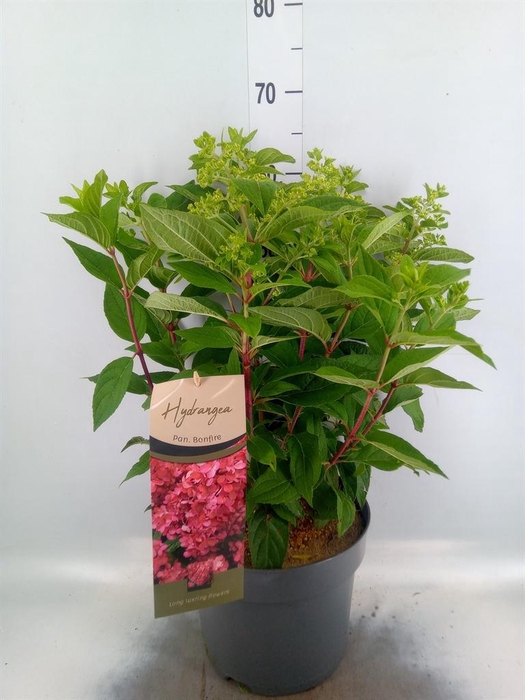 <h4>Hydrangea pan.</h4>