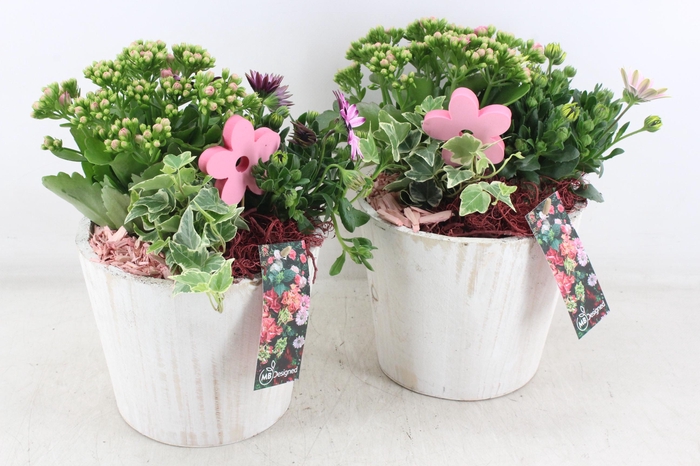 <h4>arr4 Outdoor MB - Hout pot white 483/3</h4>