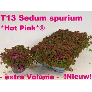 SEDUM SPURIUM