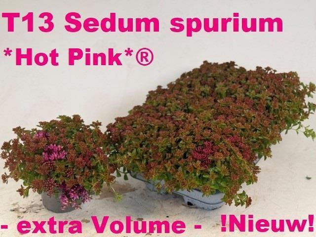 <h4>SEDUM SPURIUM</h4>
