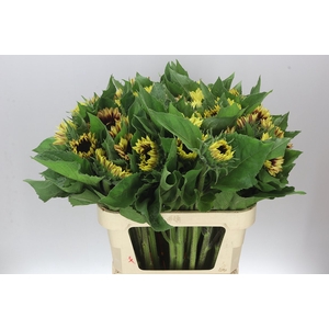 Helianthus A Marley
