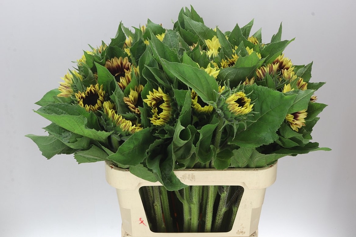 <h4>Helianthus A Marley</h4>