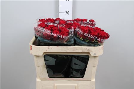 <h4>R Gr Red Naomi!</h4>