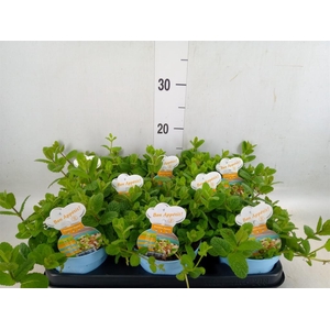 Mentha suaveolens 'Variegata'