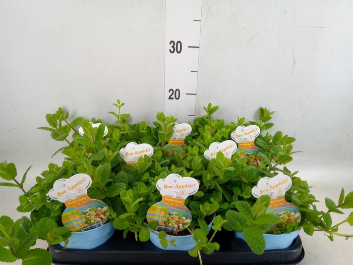 <h4>Mentha suaveolens 'Variegata'</h4>