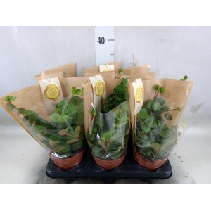 Peperomia tetraphylla 'Hope'