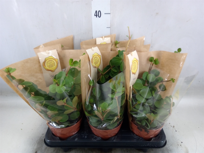 <h4>Peperomia tetraphylla 'Hope'</h4>