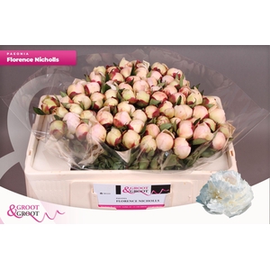 Paeonia Florence Nicholls
