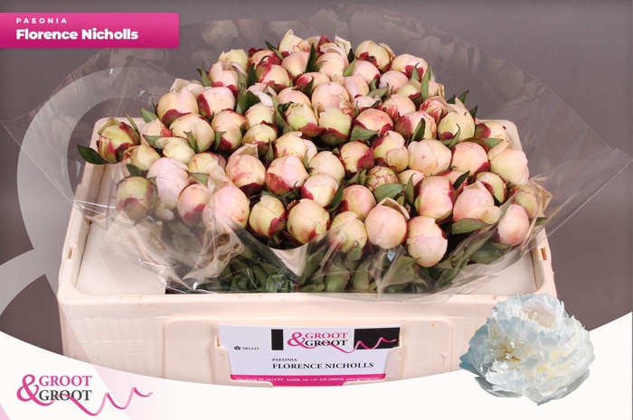 <h4>Paeonia Florence Nicholls</h4>
