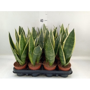 Sansevieria trifa.   ...