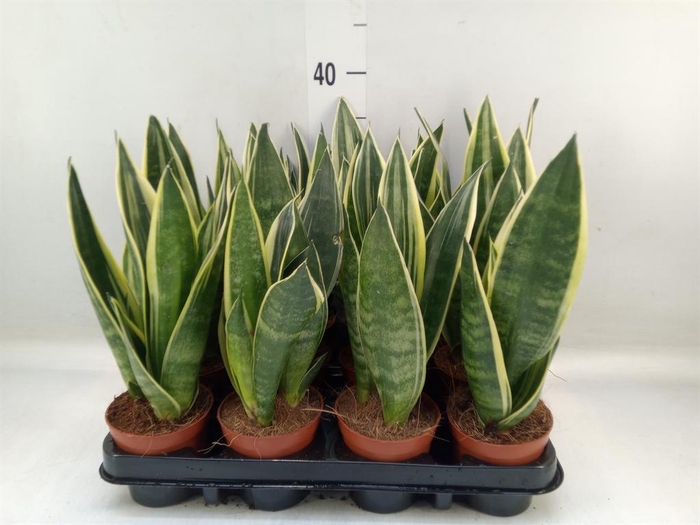 <h4>Sansevieria trifa.   ...</h4>