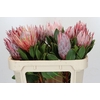 Protea Cynaroides