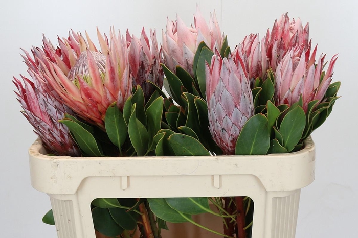Protea Cynaroides