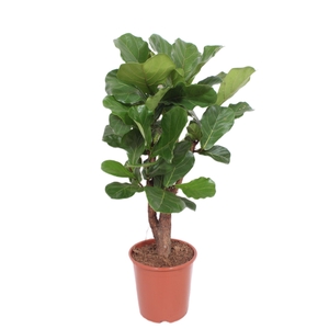 Ficus lyrata