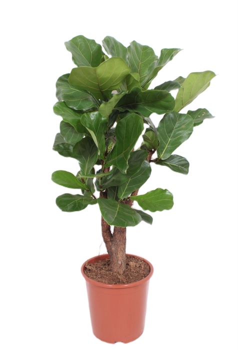 Ficus lyrata