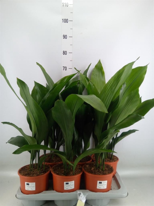 <h4>Aspidistra elat.</h4>
