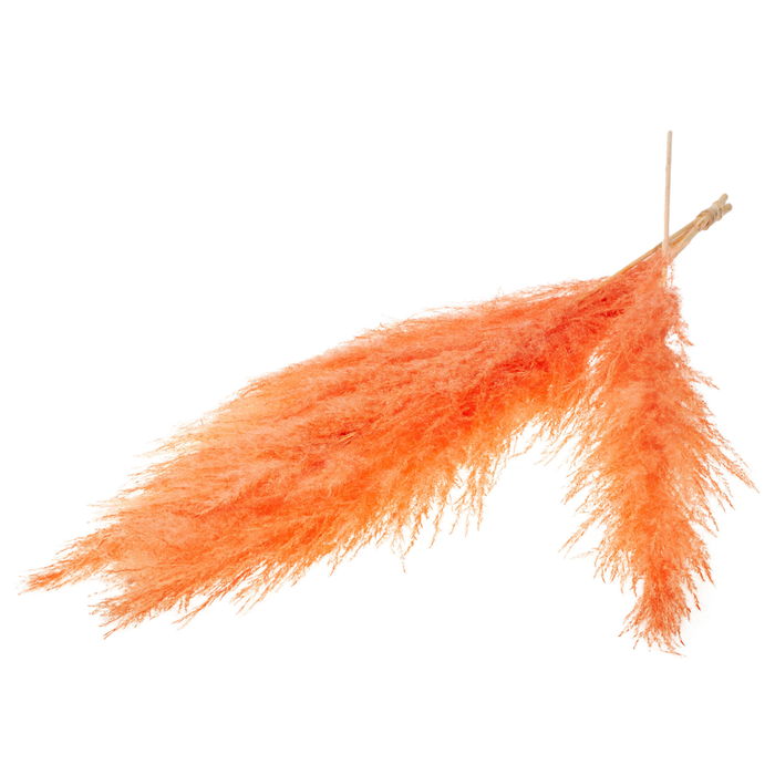 <h4>Pampasgras 115cm 5pc Bunch Burnt Orange</h4>