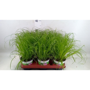 Cyperus alternifolius 'Zumula'