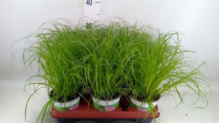 <h4>Cyperus alternifolius 'Zumula'</h4>