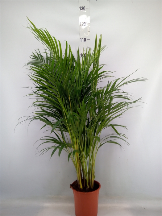 <h4>Dypsis lutescens   ...Chrysalidoca</h4>