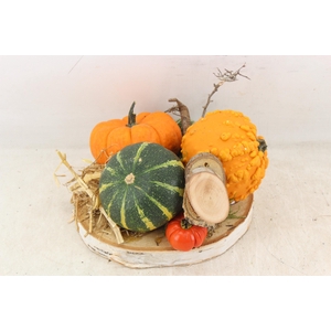 arr4 Sierfruit MB - Hout schijf x4