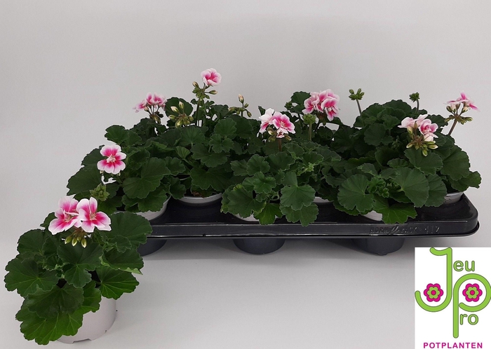 <h4>PEL ZON KATY</h4>