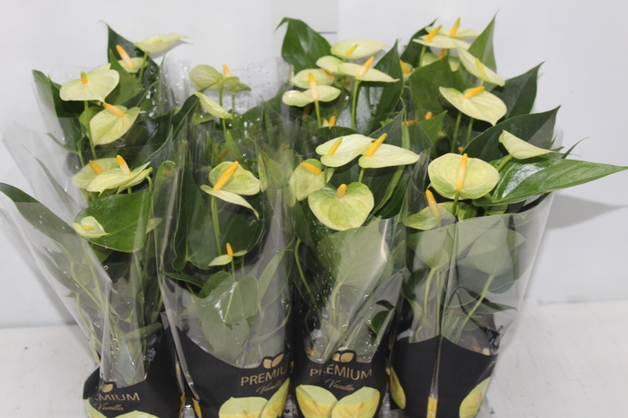 <h4>ANTHURIUM VANILLA P09 PREMIUM</h4>