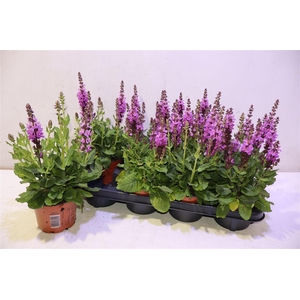 Salvia S Rose Marvel