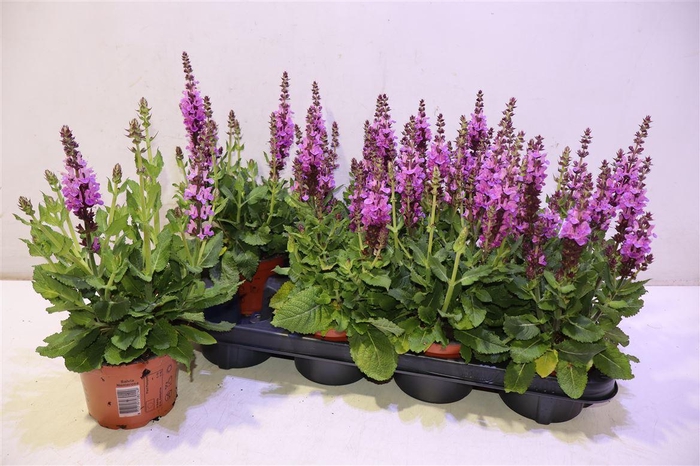 <h4>Salvia S Rose Marvel</h4>