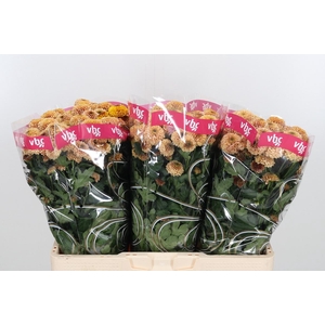 Chr San Aaa Doria Sa