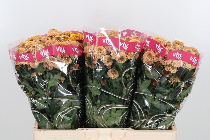 <h4>Chr San Aaa Doria Sa</h4>