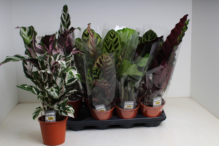 <h4>CALAT GEM 4 SRT</h4>