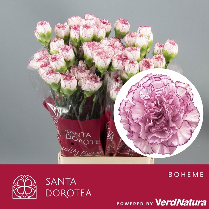 <h4>DI ST BOHEME</h4>