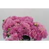 Dahlia Pink Pop