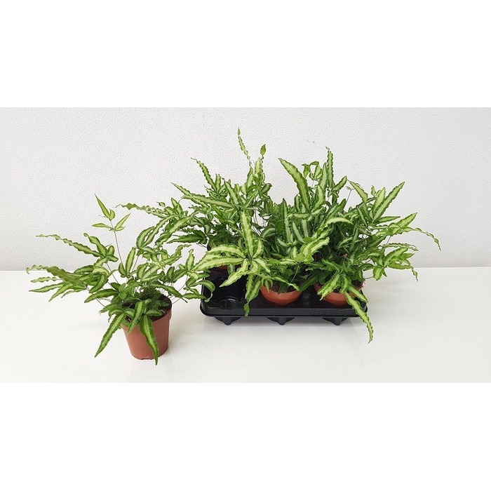 <h4>PTERIS ALBOLINEATA</h4>