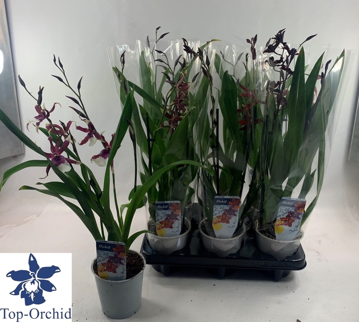 <h4>ORCHIDEEEN GEM</h4>