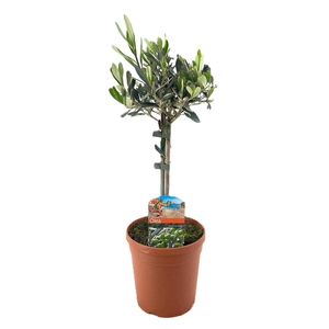 Olea europaea